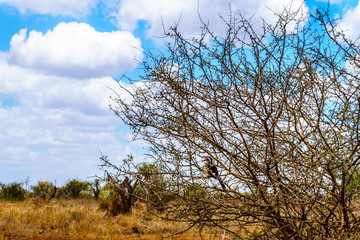 Yellow Billed Hornbill hiding in a shrub in Kruger National Park in South Africa