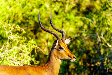 Close up of a male Impala in Kruger National Park in South Africa