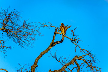 Buzzard perched on a tree branch in Kruger National Park in South Africa