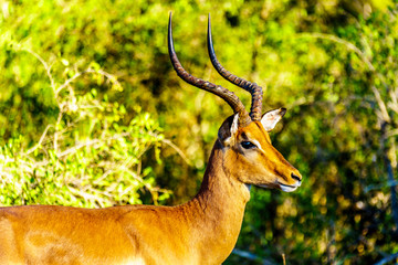 Close up of a male Impala in Kruger National Park in South Africa