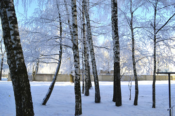 Зима в парке, ветви деревьев в инее. 
