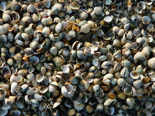 Strandgut Muscheln