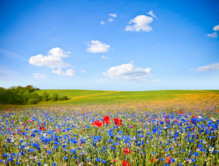 France > Paysage, Campagne > Fleurs