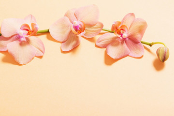 orchids on orange background