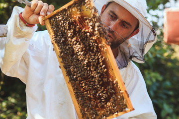 Beekeeper collecting honey