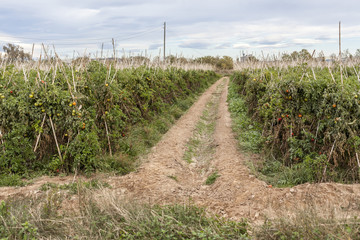 Agriculture, tomato plantation.