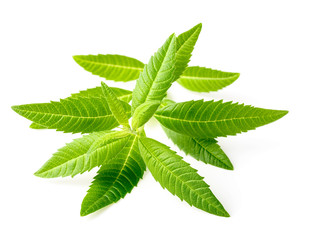 fresh lemon verbena isolated on white background