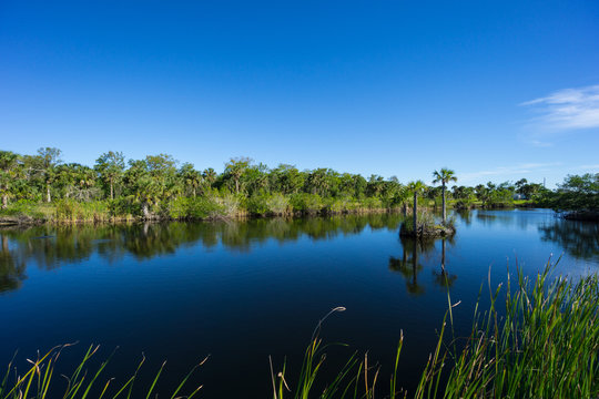 USA, Florida, Silent water of lake in everglades nature landscape with reflecting palm trees