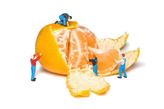 Creative concept with miniature workers. Mens remove the peel mandarins. Teamwork. Tangerines isolated. Little peoples pare fruit.