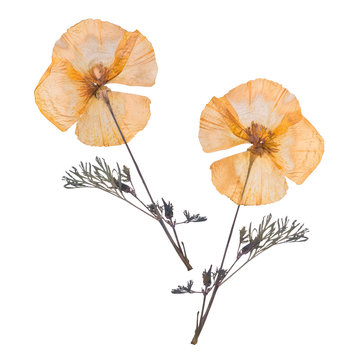 Dried and pressed the spring flowers isolated on white background. Herbarium of wild flowers. The front side and the back side.
