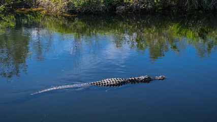USA, Florida, Swimming crocodile in mangrove river in everglades nature landscape