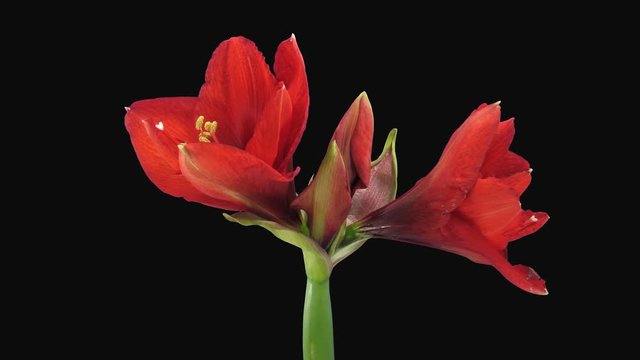 Time-lapse of opening Rondella amaryllis Christmas flower 2a4 in 4K PNG+ format with ALPHA transparency channel isolated on black background
