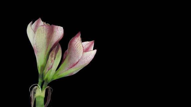 Time-lapse of opening amaryllis Picotee Christmas flower in a vase 2cb3 in RGB + ALPHA matte format isolated on black background
