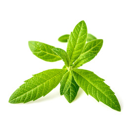 fresh lemon verbena isolated on white background