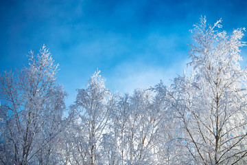  Frozen winter forest with snow covered trees.