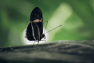 Exotic tropical butterfly.