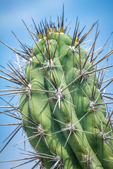 Flowery prickly cactus in close-up view.