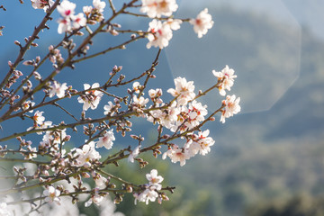 Almond blossom a sunny day