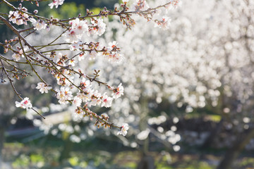 Almond blossoms in a rural landscape