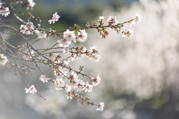 Almond blossom with defocused background