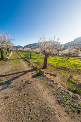 Footpath among almond trees in blossom in the mountains of Mallorca, Spain