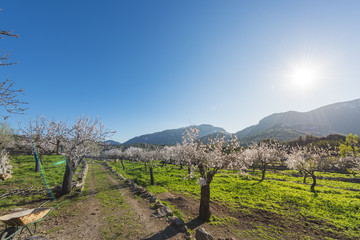 Fototapeta na wymiar Fields of Mallorca with almond blossom, Spain