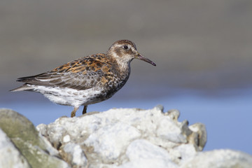 Rock sandpiper standing among the rocks on the seashore on a summer sunny day