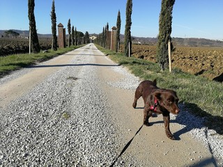 Cane bassotto al guinzaglio © fotoforfun