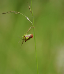 Käfer