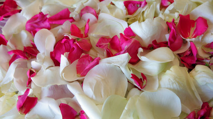 Rose petals white and red