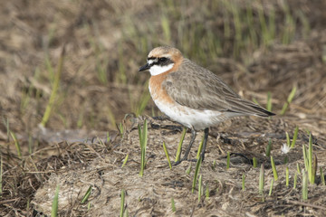 The Lesser sand plover standing among the low grass in the spring day
