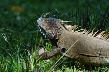 Leguan auf grüner Wiese