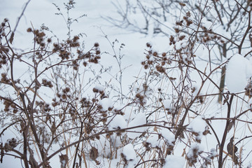 Branches covered with snow, winter background, frosty weather.