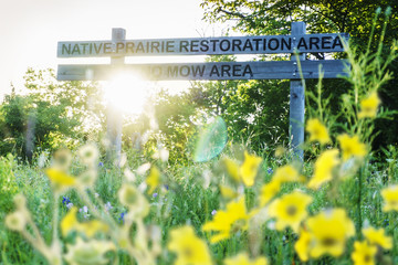 Native Prairie Restoration Area (No Mow Area) at sunset. Located in Dallas and Fort Worth, Texas,...