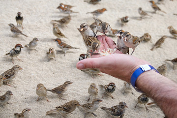 Sparrows eating bread from hand
