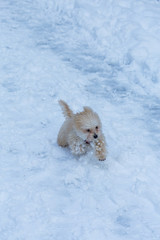 little dog is playing in the snow