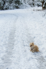 little dog is playing in the snow