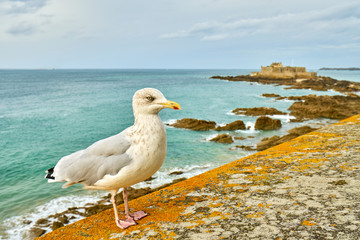 Seagull on the rampart of St Malo, France, Brittany