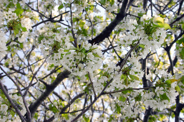 Leaves Background 