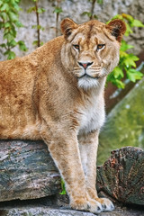 Lioness on the Log