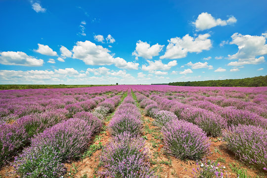 Lavender Field in Bulgaria