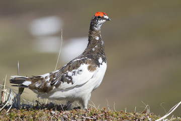 The male Rock ptarmigan standing among the hummocks in the tundra on a spring day