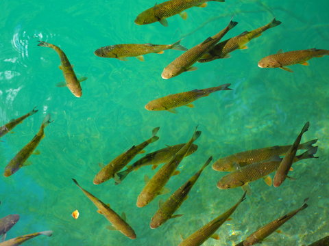 Fischschwarm im t&uuml;rkisblauen See......
