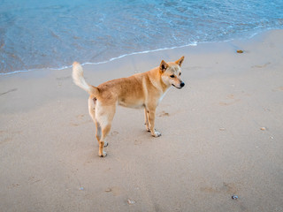 Wild dog on the beach of Thailand.