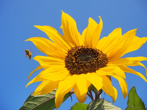 Biene best&auml;ubt Sonnenblume....