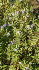 Linaria Verticillata Anticaria closeup.