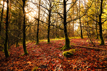 Wald