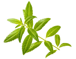 fresh lemon verbena isolated on white background