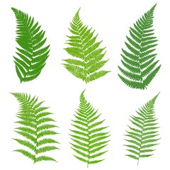 A set of ferns. Leaves of a fern, green on a white background. Vector illustration. - obrazy, fototapety, plakaty