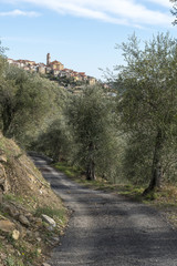 Fototapeta na wymiar Cultivation of olive trees and the village of Pietrabruna (Liguria, Italy) in the background. Mediterranean region, Ligurian Riviera.